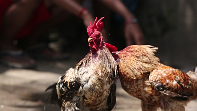 Cara Untuk Bermain Sabung Ayam S128 Yang Benar